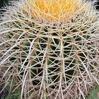 Cuscino della suocera