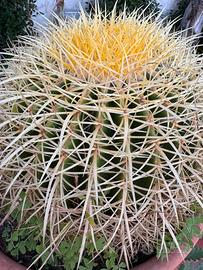 Cuscino della suocera