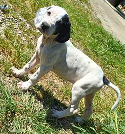 Cuccioli puri pointer inglese