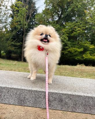 Pomerania TOY Pedigree 1.5kg crema Cream
