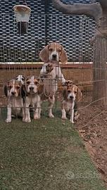 Cuccioli Beagle