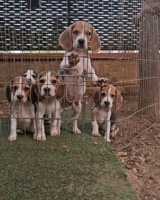 Cuccioli Beagle