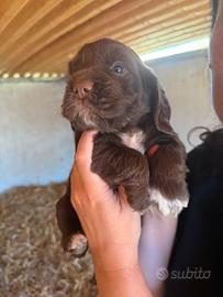 Sprocker