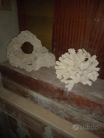 coralli da mare 