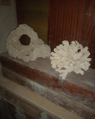 coralli da mare 