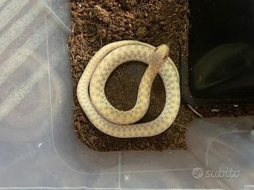Thamnophis Marcianus