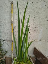 pianta di iris fiore giallo alta 80cm 