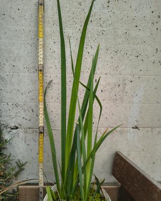 pianta di iris fiore giallo alta 80cm 