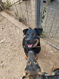Splendida femmina di 1 anno rottweiler