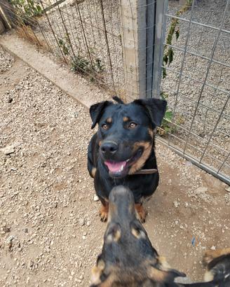 Splendida femmina di 1 anno rottweiler