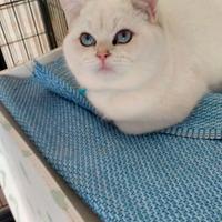 Gattino british shorthair silver chinchilla 4 mesi