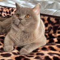 British shorthair