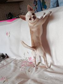 Splendido chihuahua solo per accoppiamento