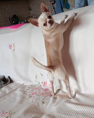 Splendido chihuahua solo per accoppiamento