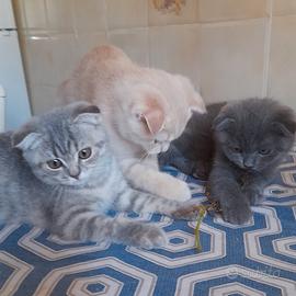 Cuccioli Scottish fold e Scottish straight. 
