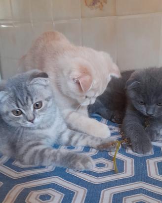 Cuccioli Scottish fold e Scottish straight. 