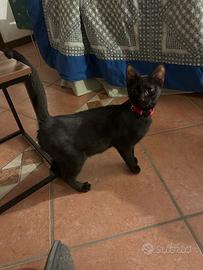 Tullio gattino 3 mesi