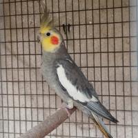 Calopsite ancestrale maschio