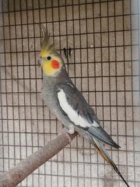 Calopsite ancestrale maschio