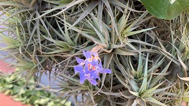 Tillandsia Bergeri 