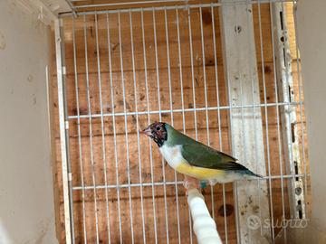Coppia diamante di gould