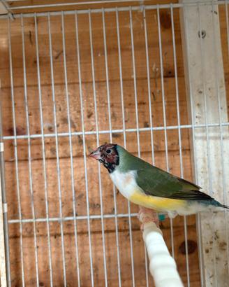 Coppia diamante di gould