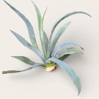 Agave