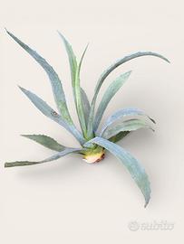 Agave
