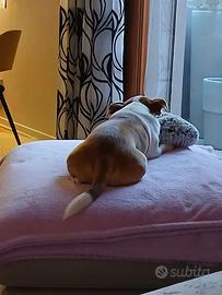 Chihuahua per monta