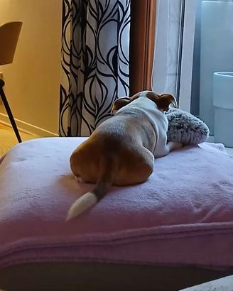 Chihuahua per monta