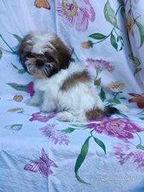 Ninna e Noah shih tzu con pedigree