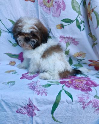 Ninna e Noah shih tzu con pedigree