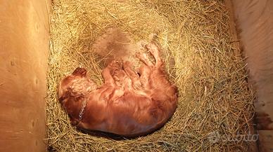 Cocker Spaniel