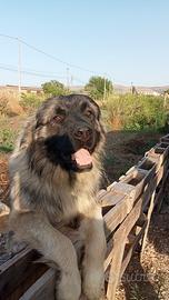 3 Cuccioli pastore del Caucaso