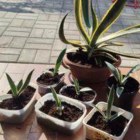 Piante di Agave sarde a partire da € 10