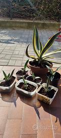 Piante di Agave sarde a partire da € 10