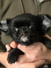 Chihuahua mini mini pelo lungo