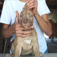 Cuccioli di american Pitbull terrier ukc