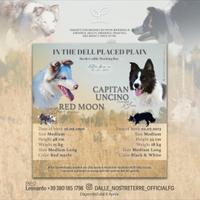 Disponibili border collie cuccioli 60 giorni