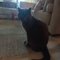 Gattina affettuosa e coccolona