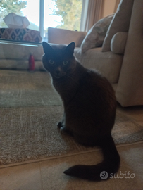 Gattina affettuosa e coccolona