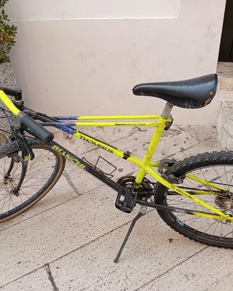 Bianchi Thomisus 