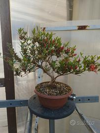 azalea sastuki  ex-kinsai pre bonsai 