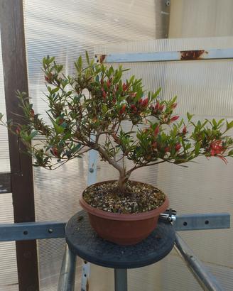 azalea sastuki  ex-kinsai pre bonsai 