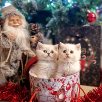 British shorthair e longhair