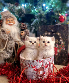 British shorthair e longhair