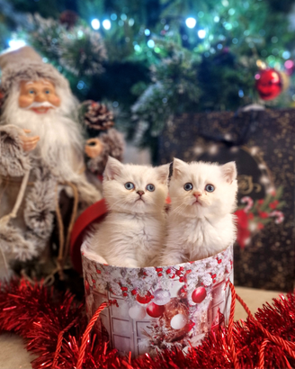 British shorthair e longhair