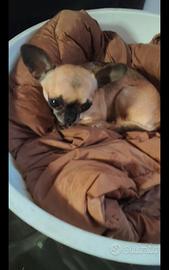 Iyr chihuahua mini Toy