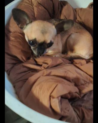 Iyr chihuahua mini Toy