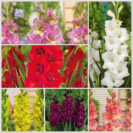 Mix 25 bulbi gladioli